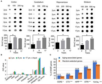 Brain Region- and Age-Dependent 5-Hydroxymethylcytosine Activity in the Non-Human Primate